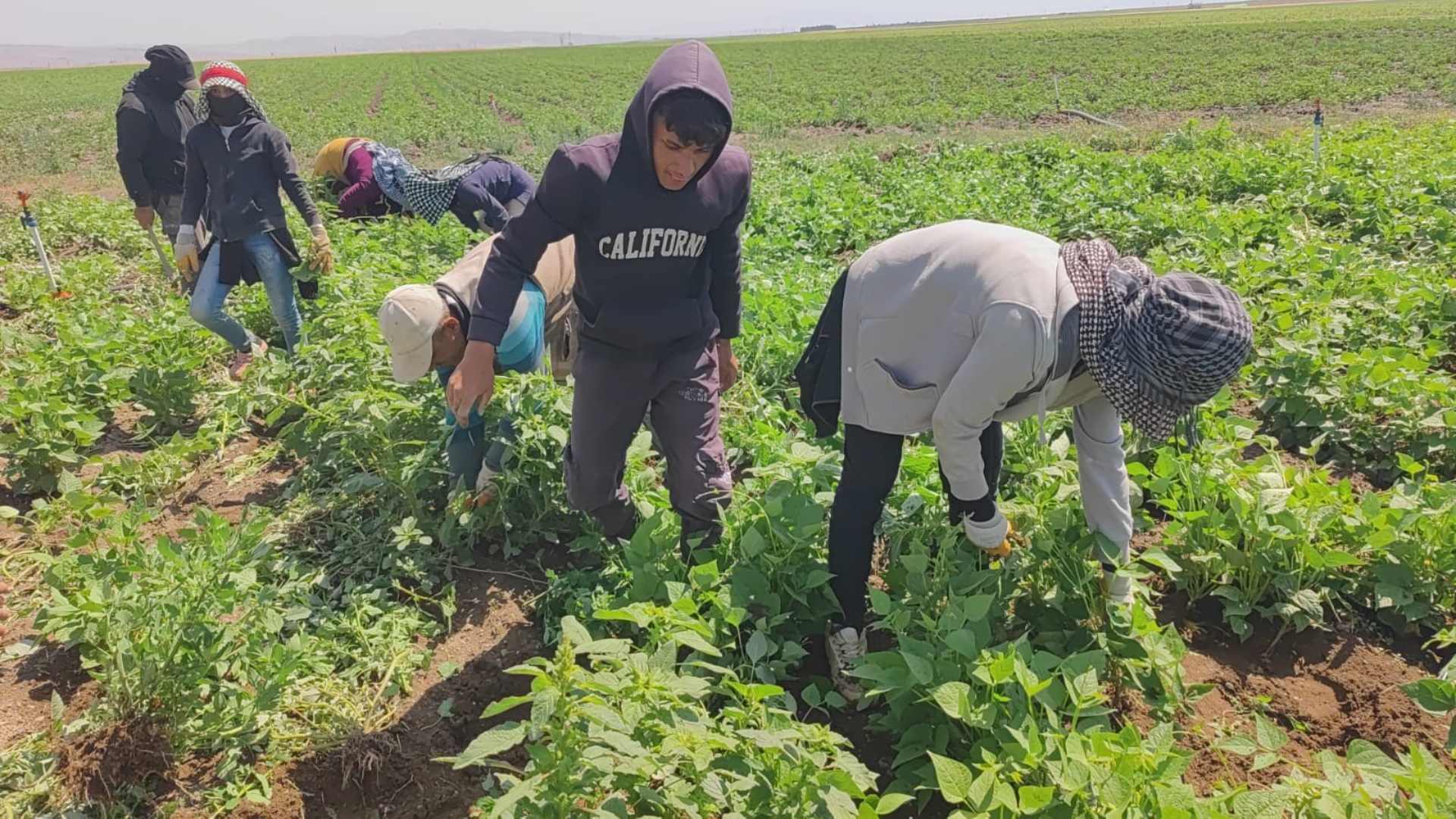 Bitlis'te Tarım İşçileri Ekmek Parası İçin Güneşin Altında Ter Döküyor (5)