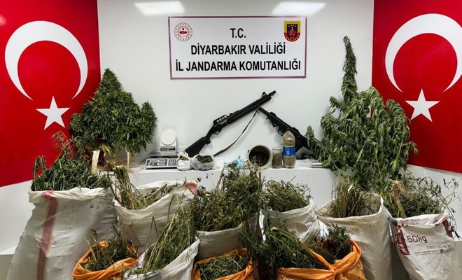 Diyarbakirda 177 Bin Kok Kenevir Ve Skunk Bitkisi Ile 65 Kilogram Esrar Ele Gecirildi Aec60612