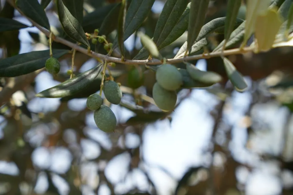 Kiliste Zeytin Ve Zeytinyaginda Yuksek Rekolte Sevindirdi