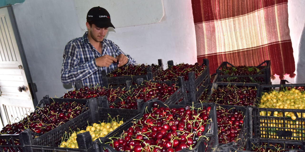 Türkiye’nin En Geç Kiraz Hasadı Ahlat’ta Yapılıyor (1)