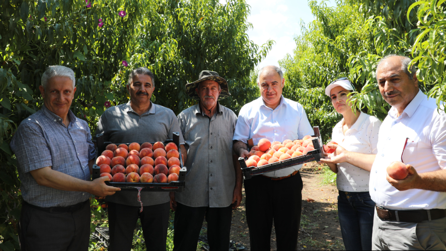 Elazığ'da Şeftali Hasadı Coşkusu