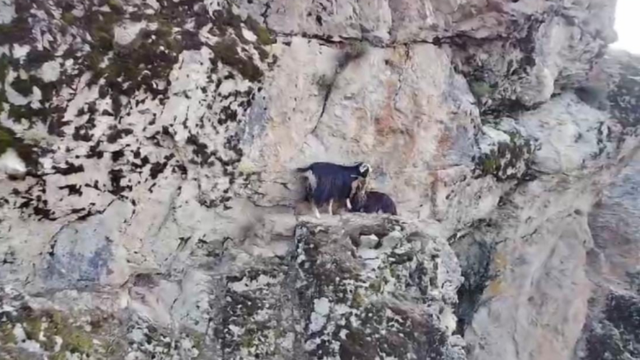 Muş’ta Kayalıklarda Mahsur Kalan Keçiler 4 Günlük Bekleyişte (3)