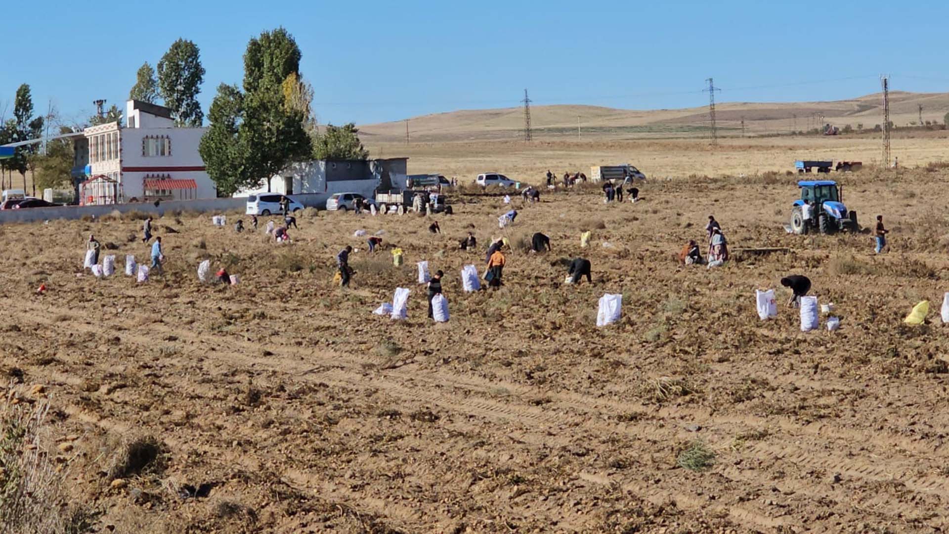 Bitlis'te Çiftçiden Vatandaşa Ücretsiz Patates Dağıtımı 2