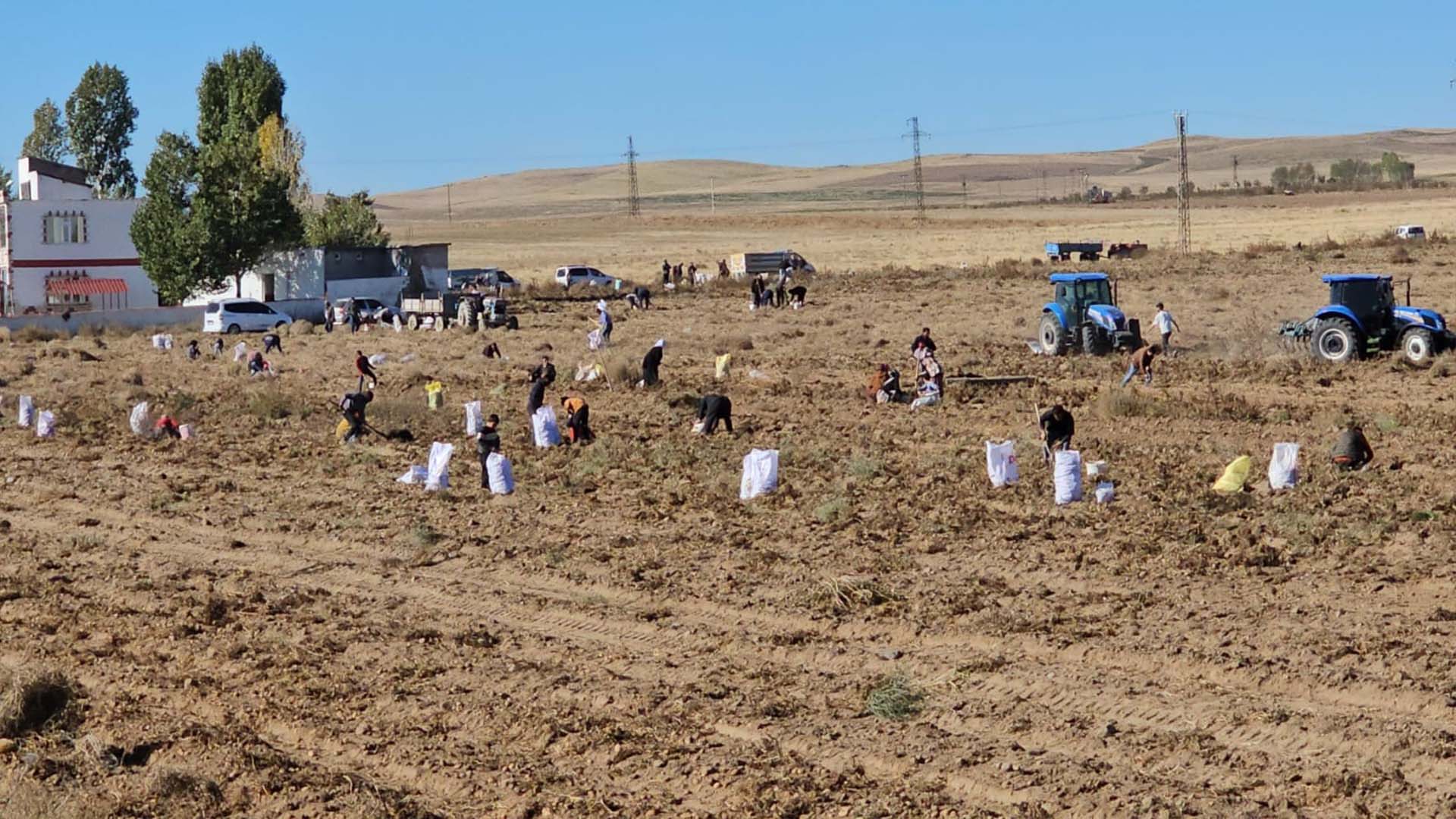 Bitlis'te Çiftçiden Vatandaşa Ücretsiz Patates Dağıtımı 3