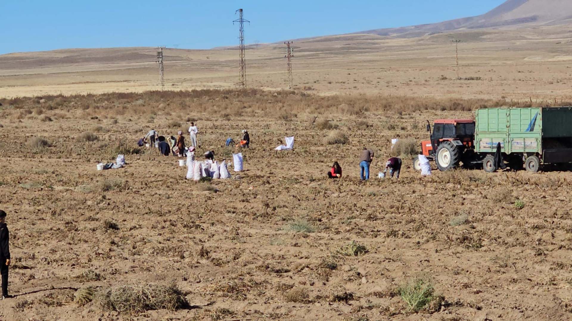 Bitlis'te Çiftçiden Vatandaşa Ücretsiz Patates Dağıtımı 4