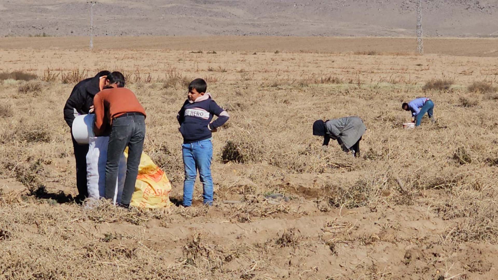 Bitlis'te Çiftçiden Vatandaşa Ücretsiz Patates Dağıtımı 5