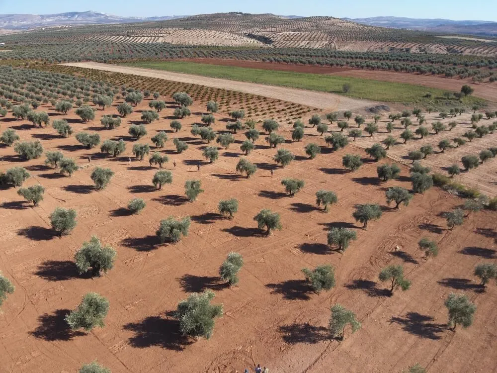 Zeytin Bahceleri Jandarma Korumasi Altinda 1