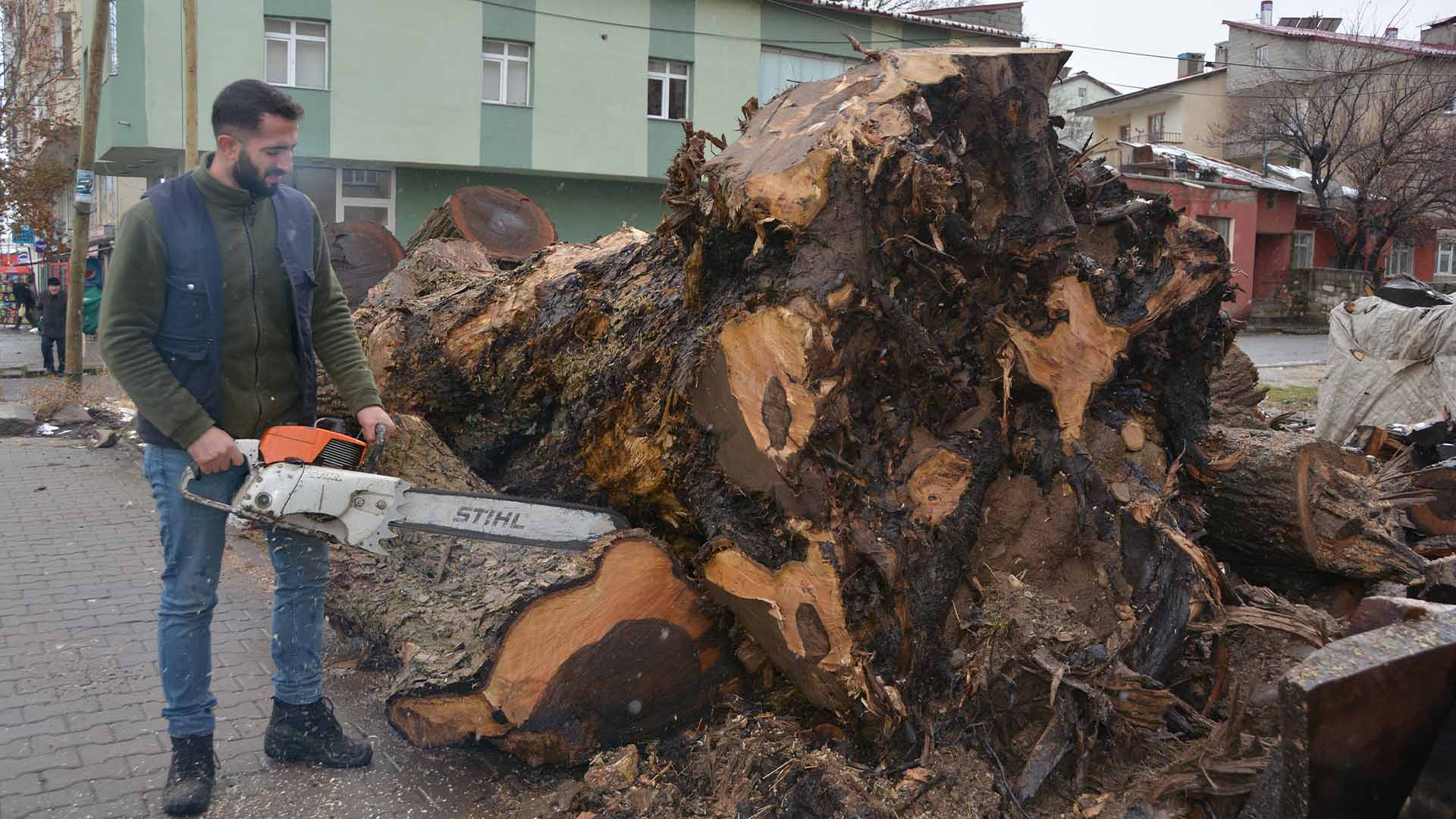 Bitlis'te Ceviz Ağaçlarının Dalları, Sanata Dönüşüyor 2