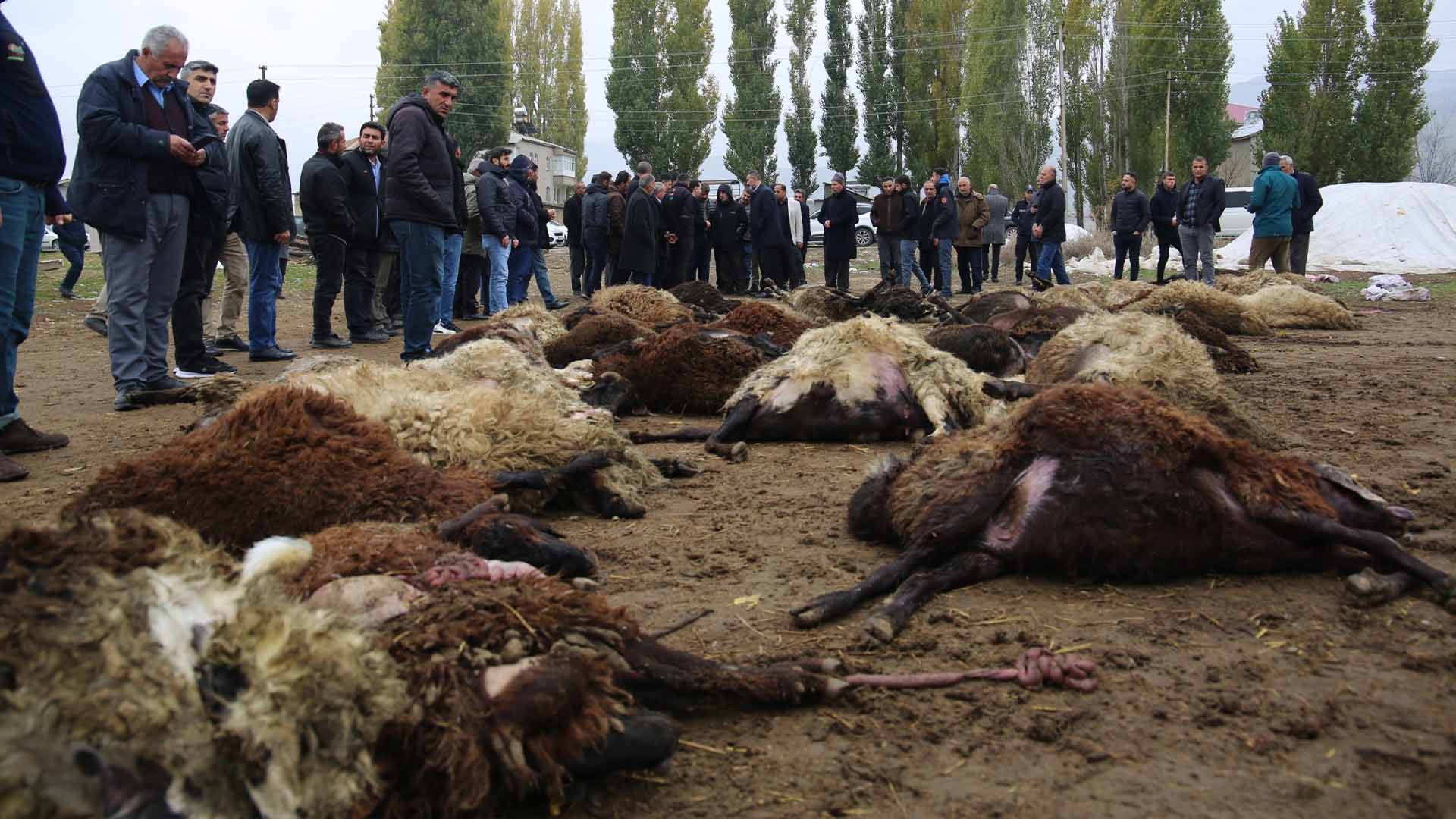 Muş’ta Kurtlar Koyun Sürüsüne Saldırdı, 50 Koyun Telef Oldu 2