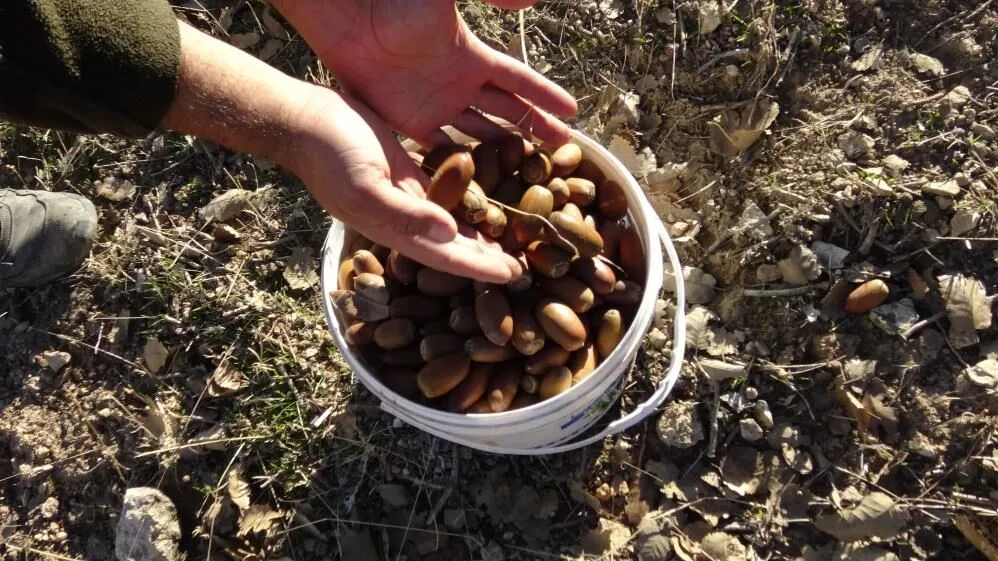 Dogunun Kisin Vazgecilmez Lezzeti Mese Palamudu 1