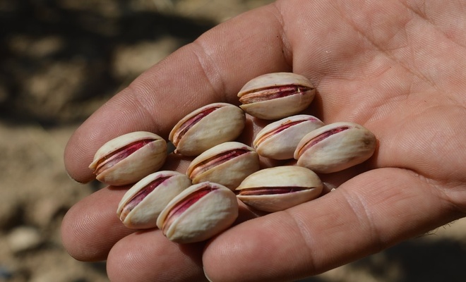 Siirt Fistigi Cografi Isaret Tesciline Kavusuyor 673E73Af