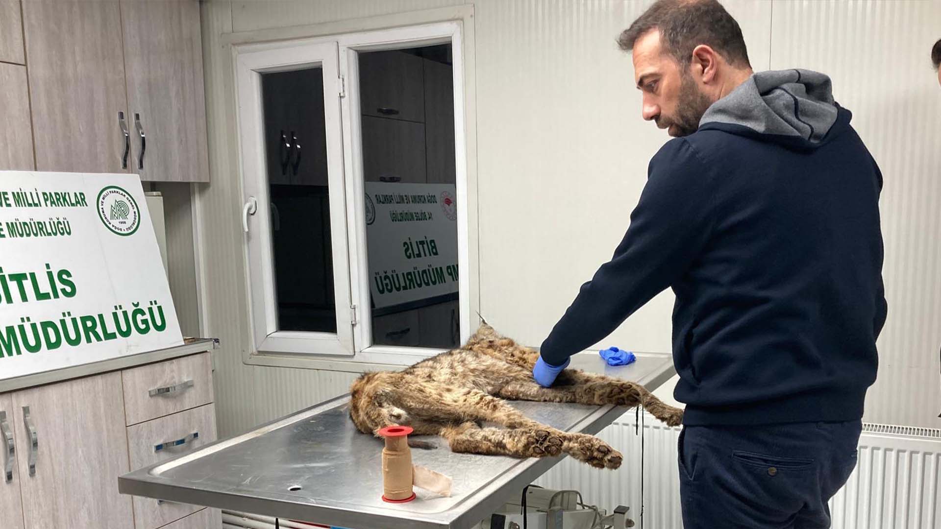 Bitlis Belediyesi Köyde Yaralı Halde Bulunan Vaşağa Anında Müdahale Etti 1