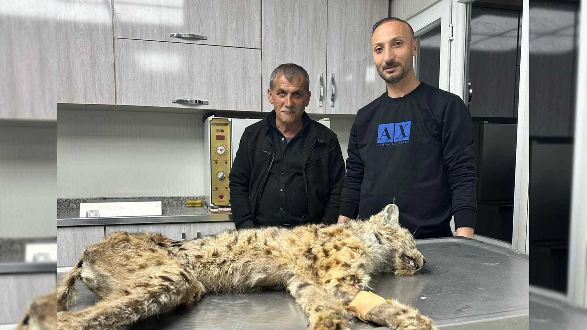 Bitlis Belediyesi Köyde Yaralı Halde Bulunan Vaşağa Anında Müdahale Etti 2