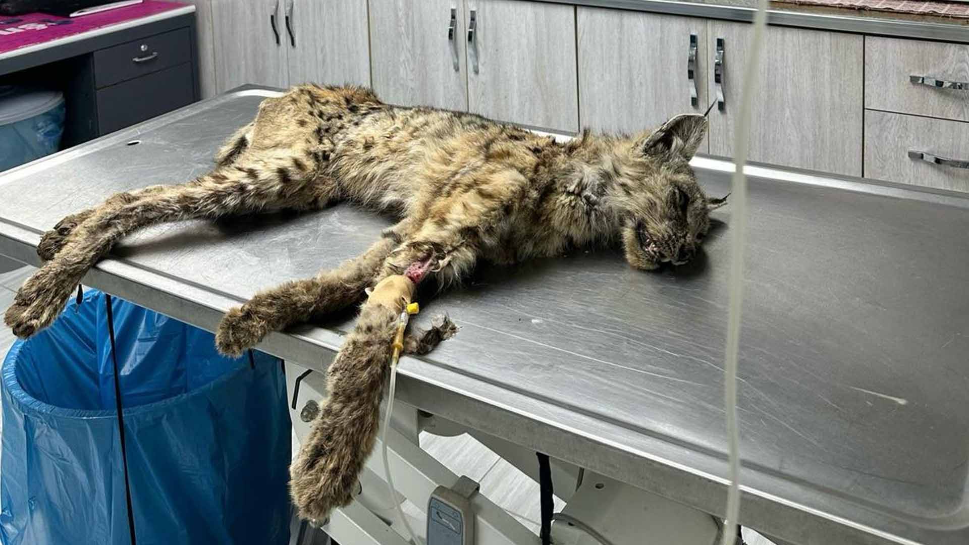 Bitlis Belediyesi Köyde Yaralı Halde Bulunan Vaşağa Anında Müdahale Etti 3