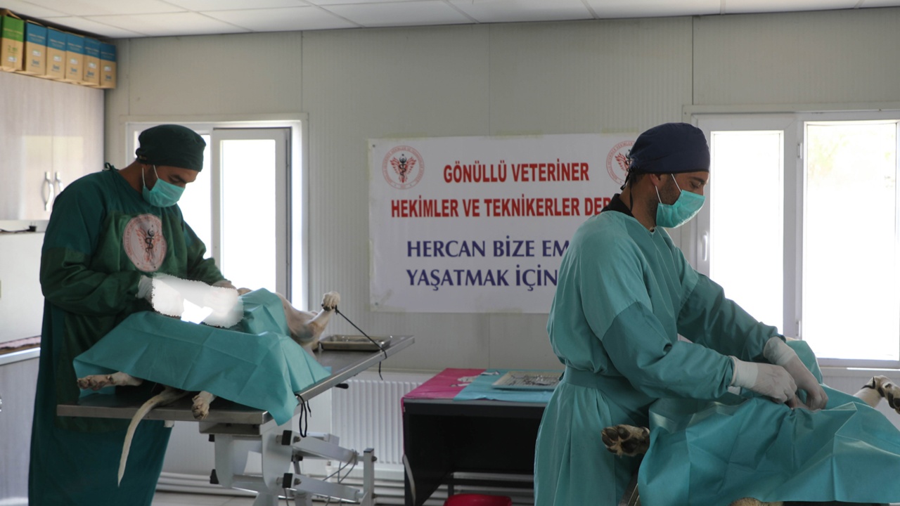 Kısırlaştırma 2025 (4)