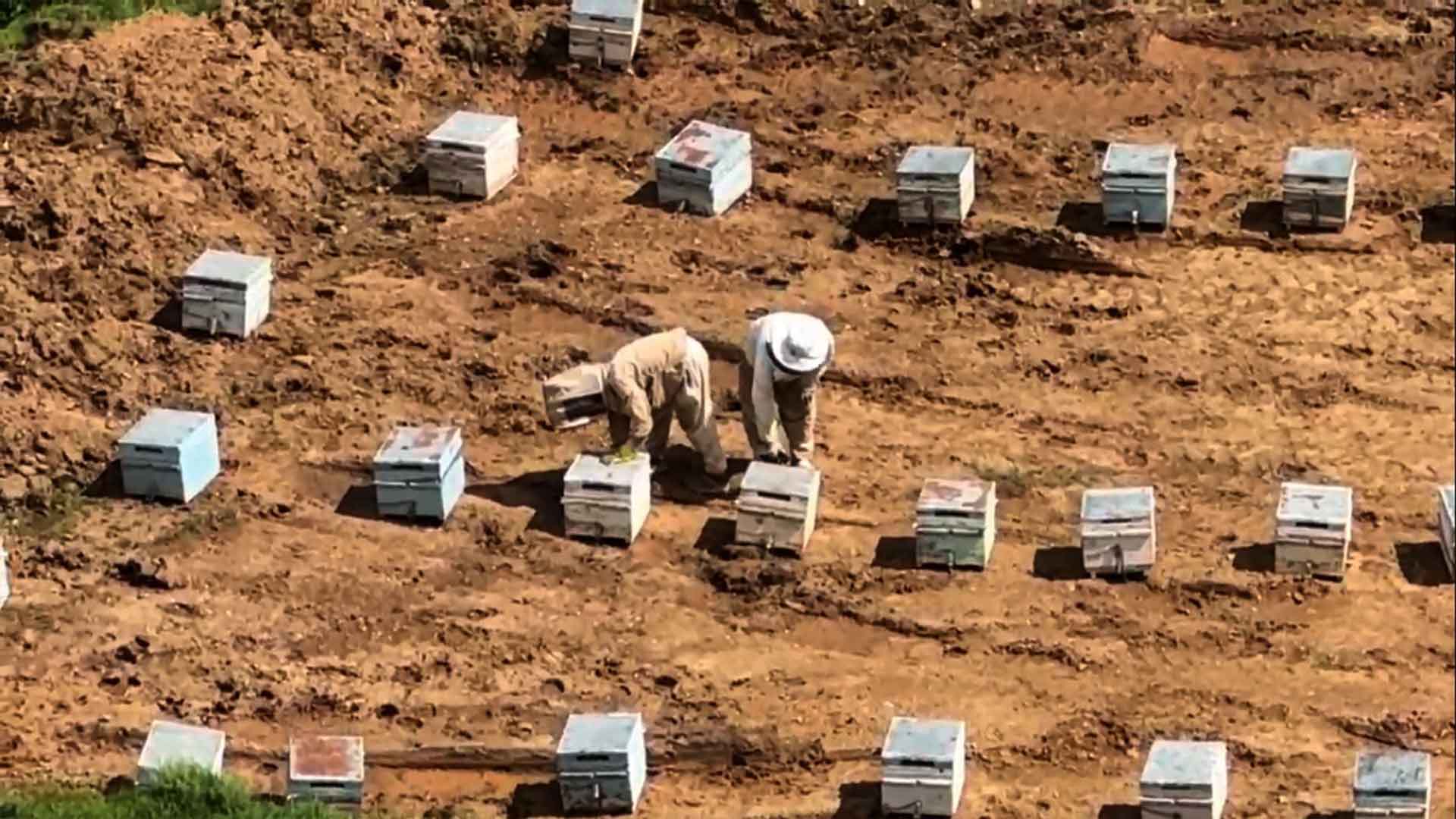 Bitlis Arı Yetiştiricileri Birliği Başkanlığına Caner Güngördü Seçildi 1