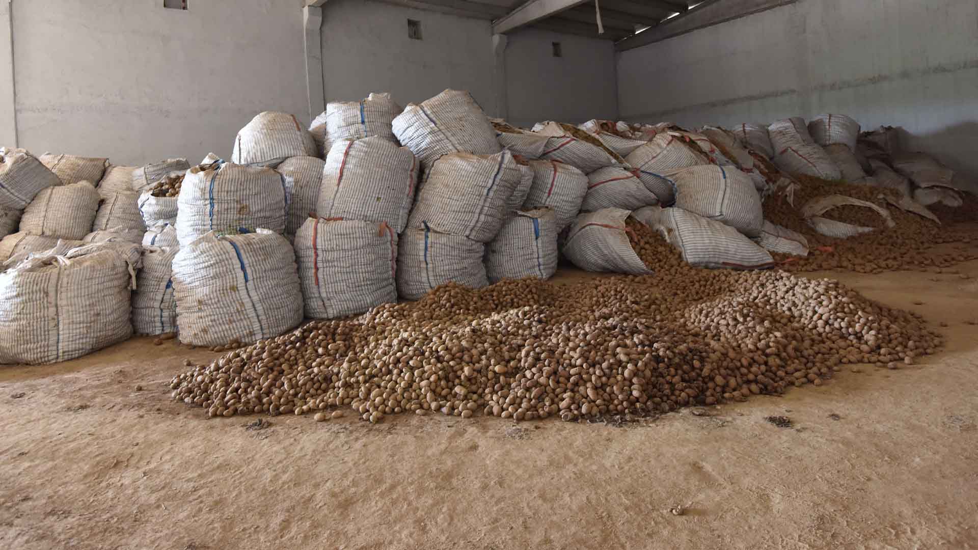Bitlis'te 20 Bin Ton Patates Elde Kaldı, Çiftçiler Çözüm Bekliyor 2