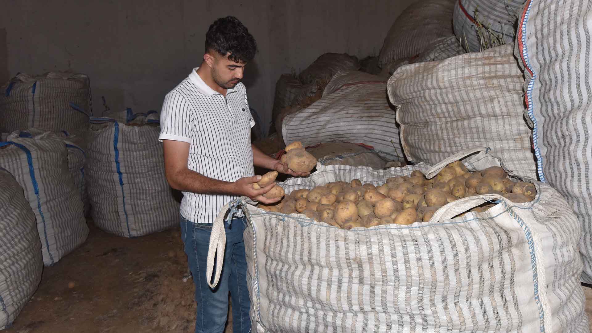 Bitlis'te 20 Bin Ton Patates Elde Kaldı, Çiftçiler Çözüm Bekliyor