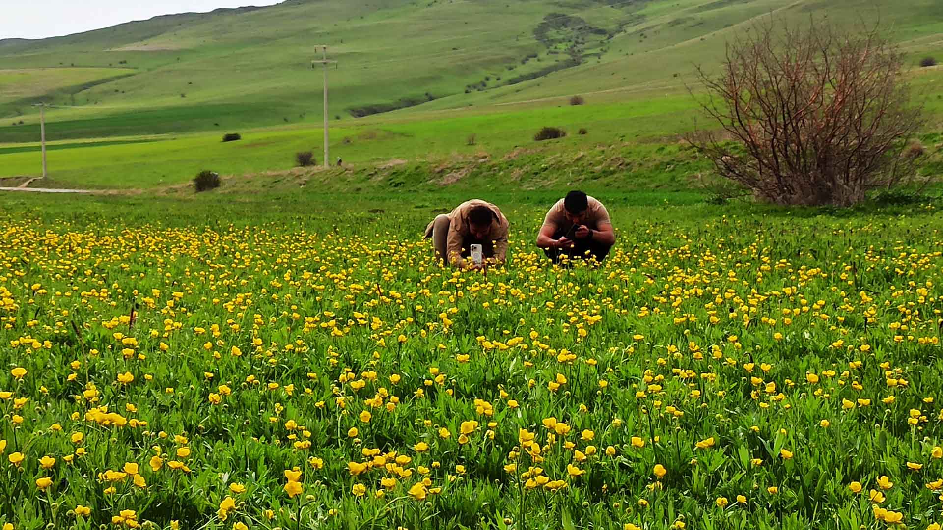 Bitlis'te Bahar Güzelliği, Ovalar Sarı Ve Morun Dansına Sahne Oluyor 1
