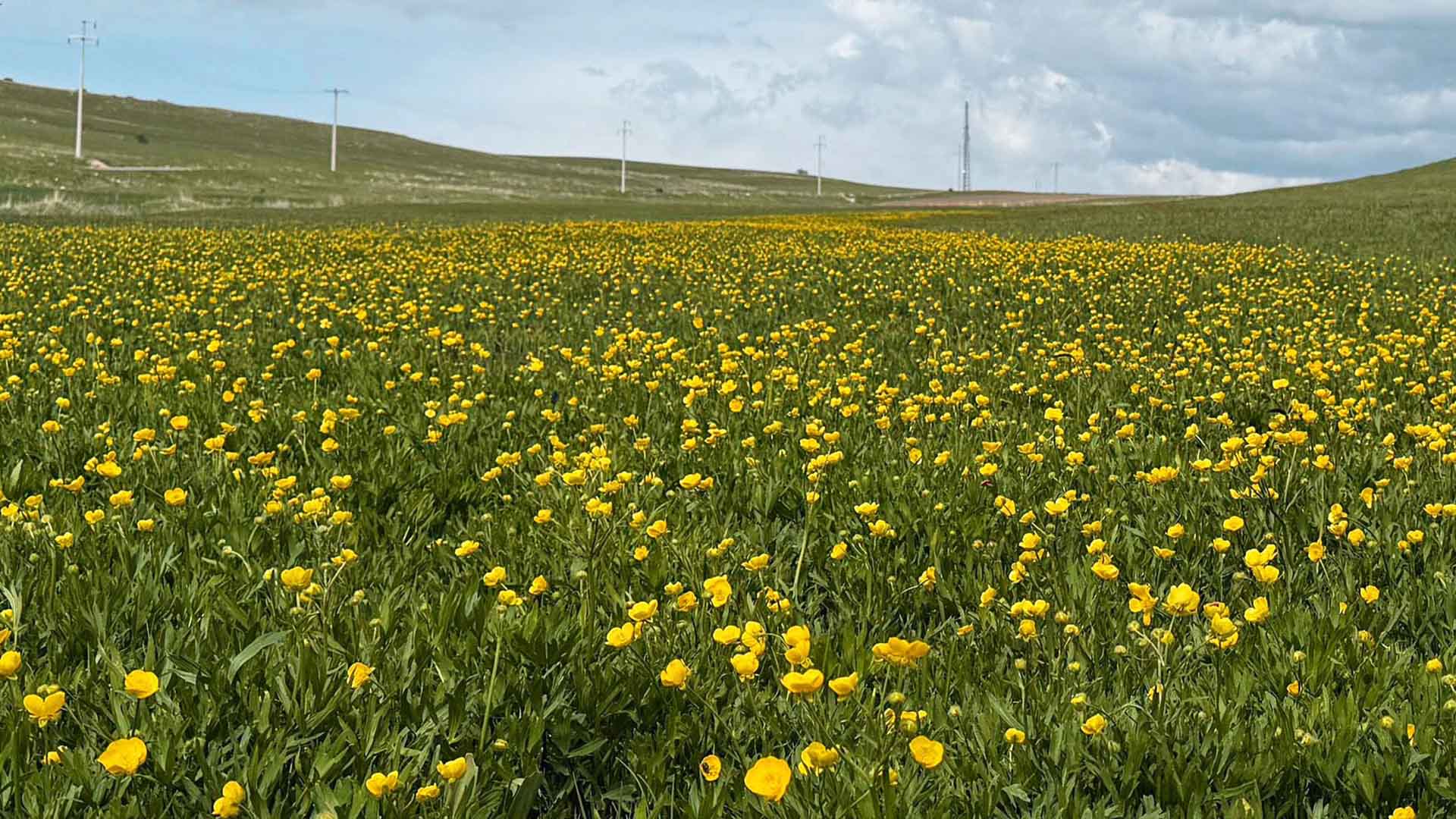 Bitlis'te Bahar Güzelliği, Ovalar Sarı Ve Morun Dansına Sahne Oluyor 2