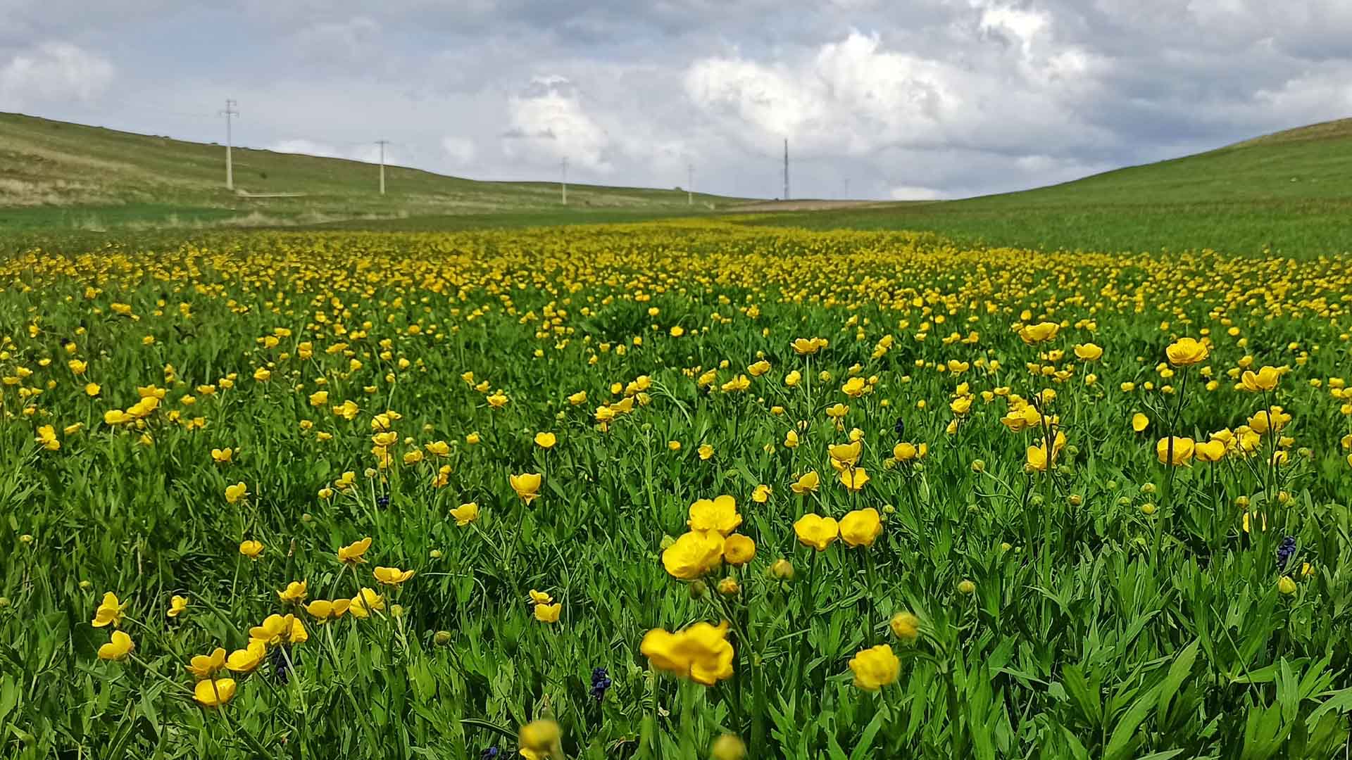 Bitlis'te Bahar Güzelliği, Ovalar Sarı Ve Morun Dansına Sahne Oluyor