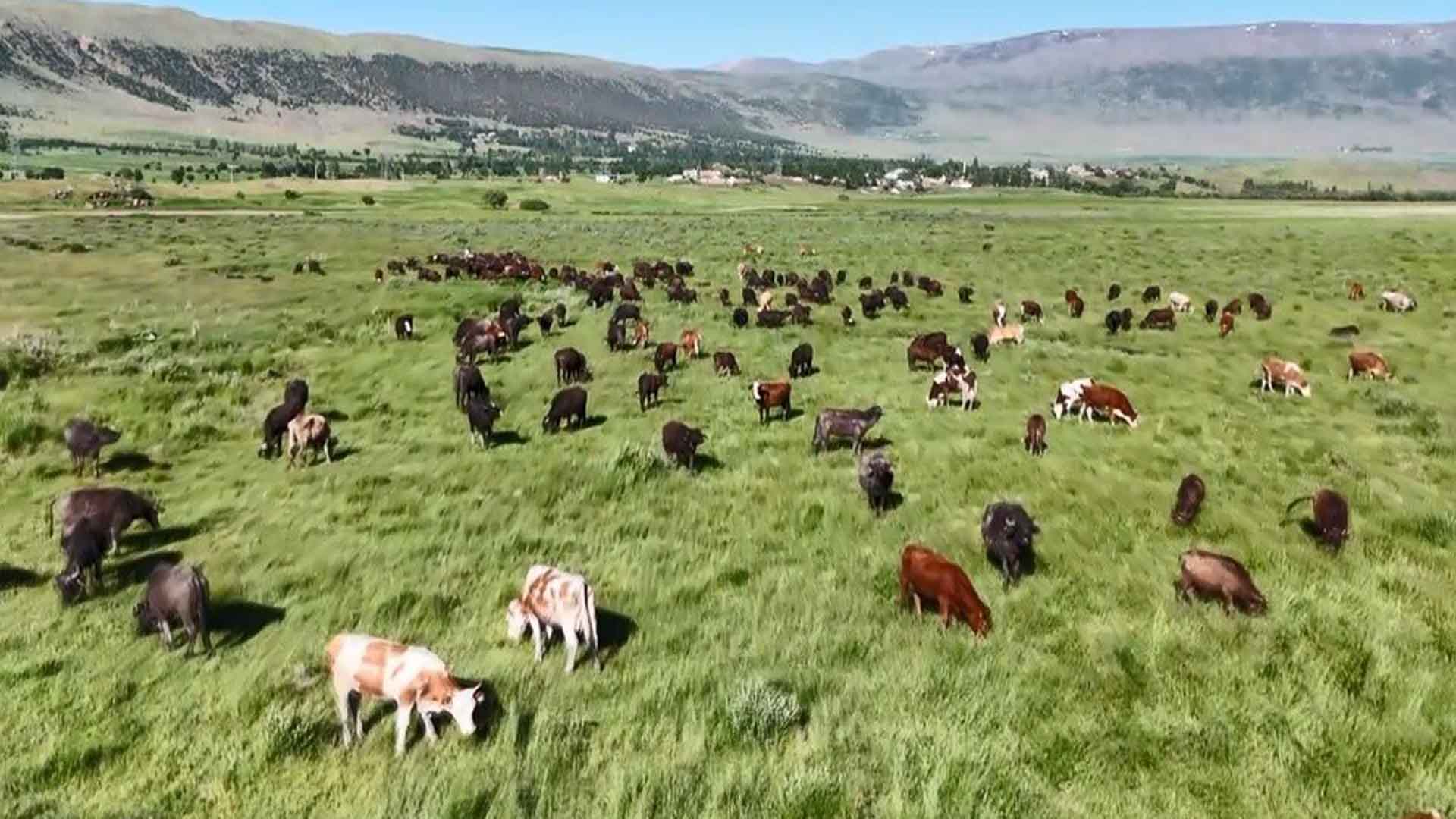 Bitlis’te Mandalardan Belgesellik Görüntüler 2