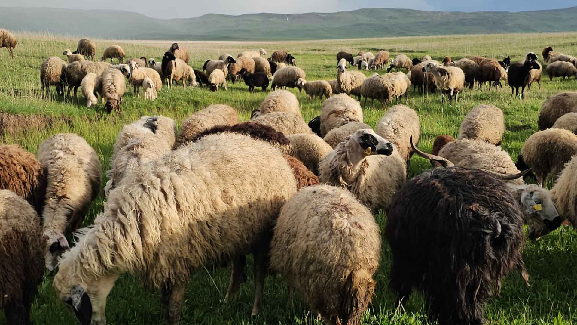 Bitlis'te Yayla Göçü Başladı, Besiciler 7 Ay Sürecek Serüvene Çıktı