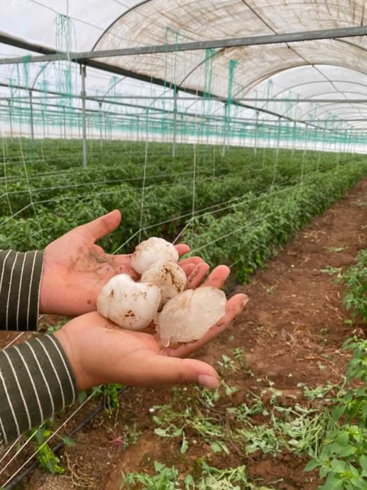 Elma Buyuklugunde Dolu Yagdi Ekili Araziler Ve Araclar Zarar Gordu 3