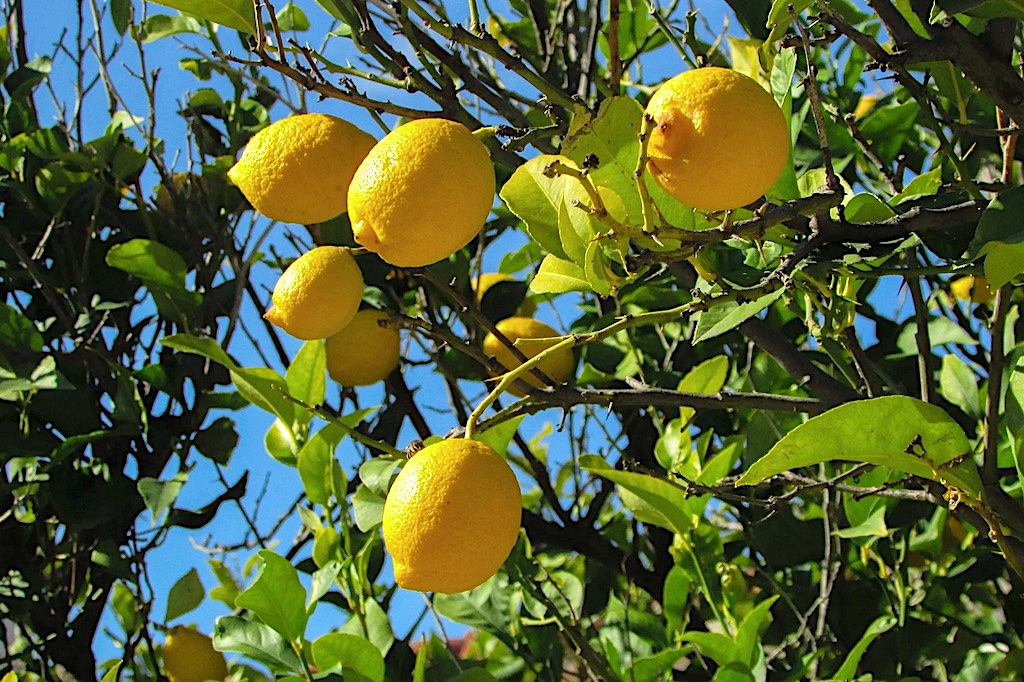23 10 24 Dusuk Fiyatlar Limon Ureticisini Magdur Etti