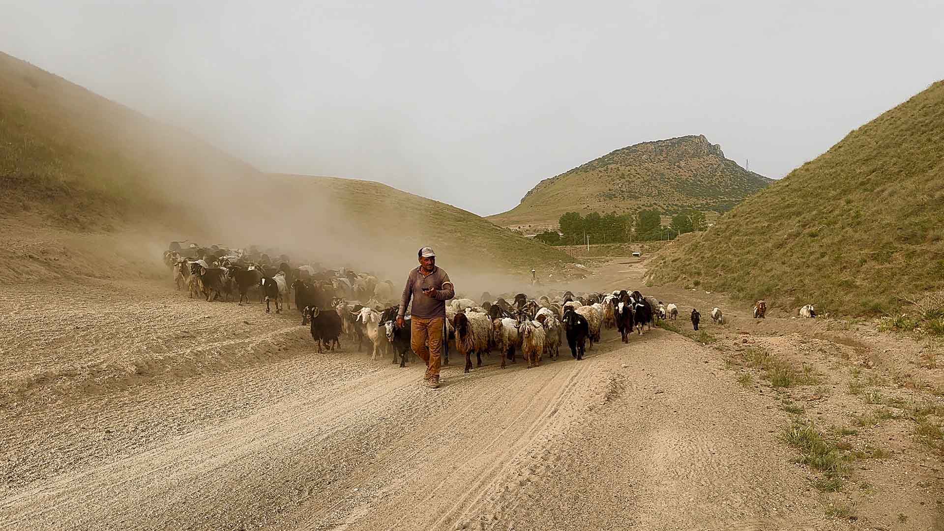 Bitlis'te Yayla Göçü Başladı, Sürüler Tozlu Yollarda 2