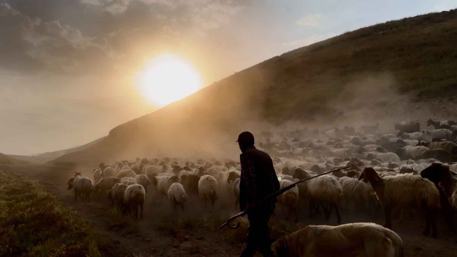 Bitlis'te Yayla Göçü Başladı, Sürüler Tozlu Yollarda