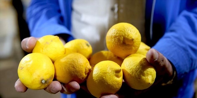 Limon Fiyatlari Neden Cok Yukseldi