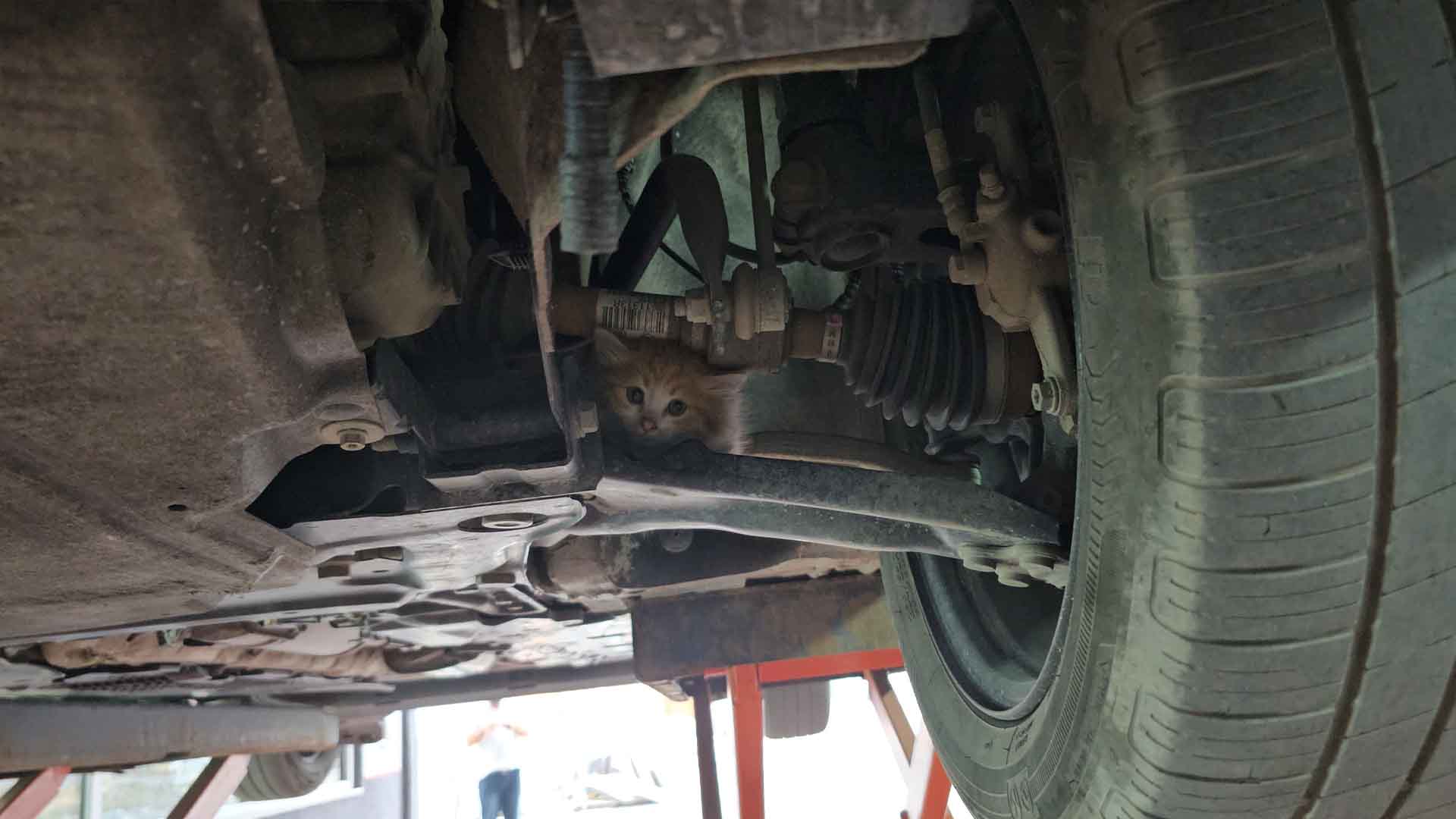 Bitlis'te Motor Bölmesine Saklanan Yavru Kedi, Üç Şehir Gezip Annesine Kavuştu 2