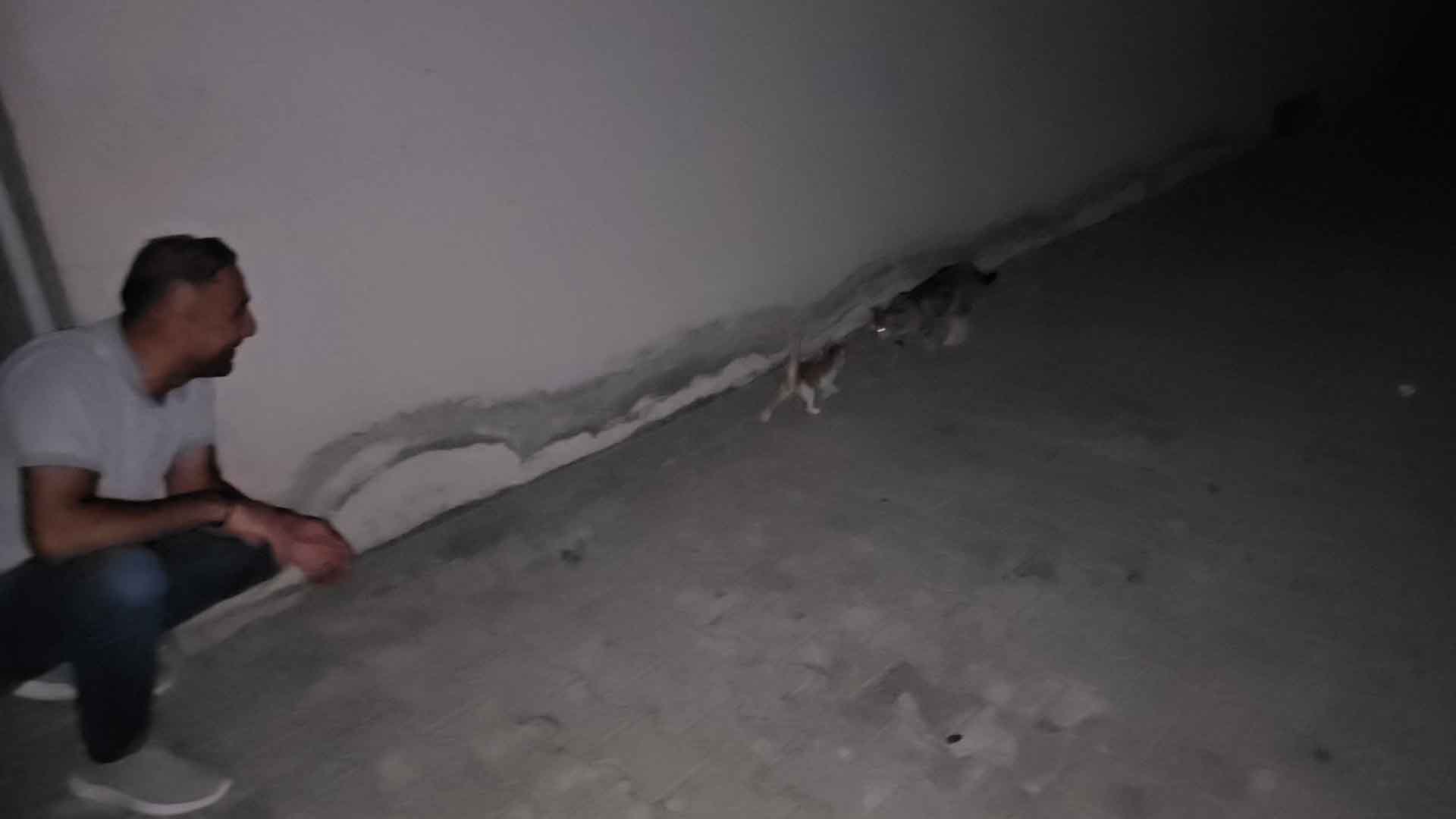 Bitlis'te Motor Bölmesine Saklanan Yavru Kedi, Üç Şehir Gezip Annesine Kavuştu 6