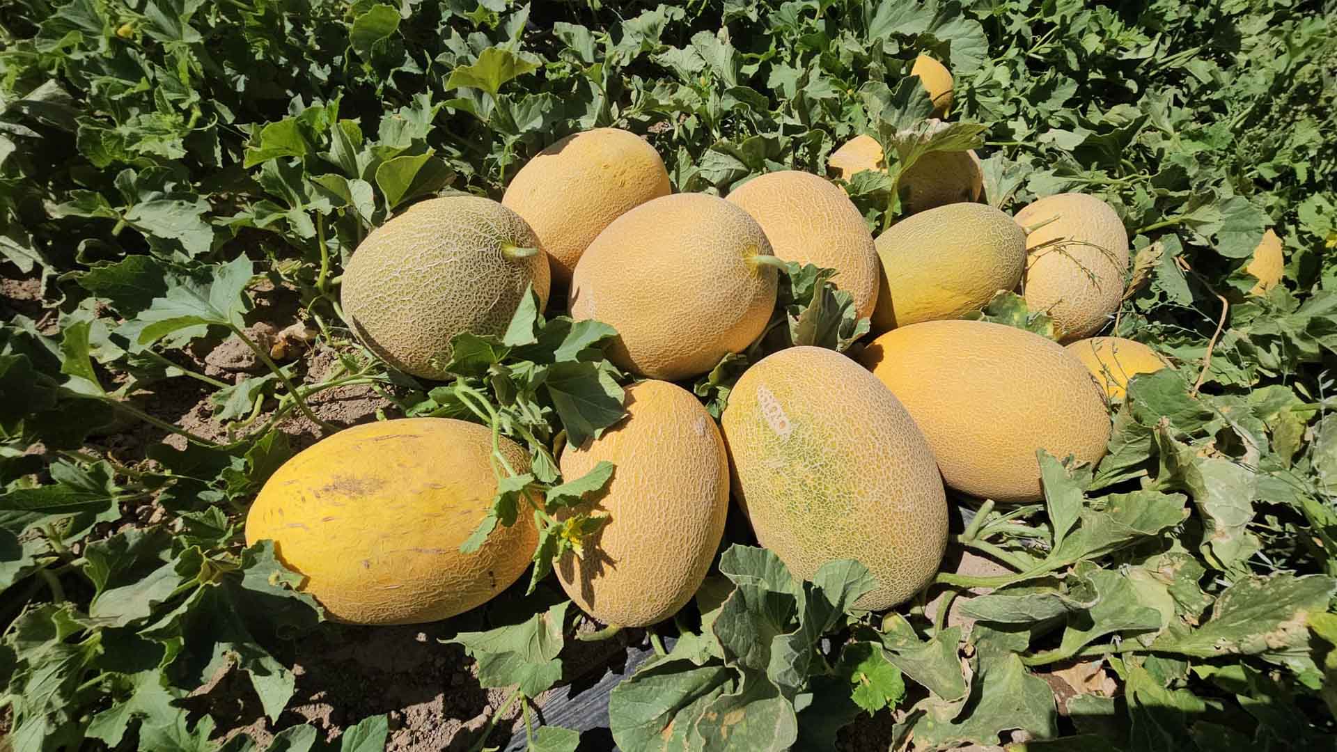 Bitlis'te Bal Kavunu Hasadı Başladı 1