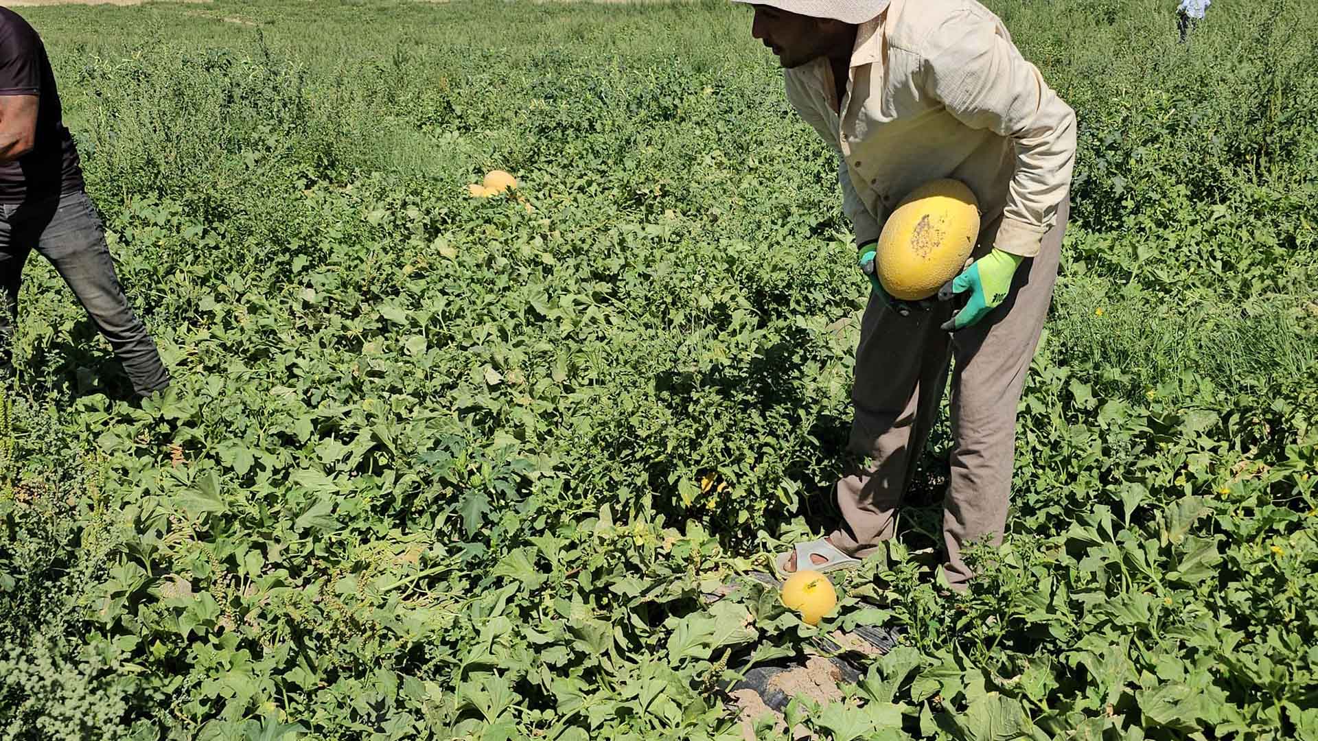 Bitlis'te Bal Kavunu Hasadı Başladı 2