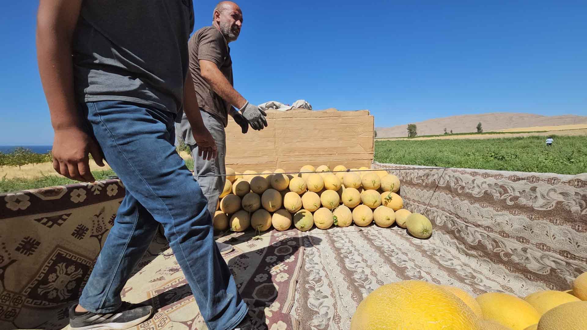 Bitlis'te Bal Kavunu Hasadı Başladı 3
