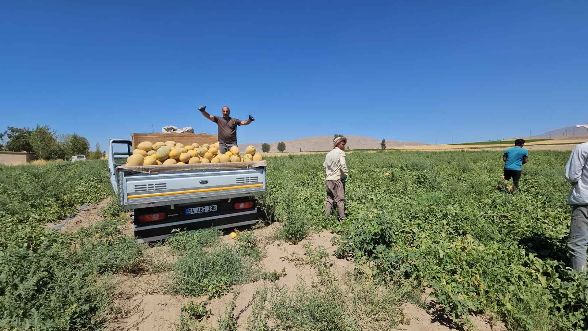 Bitlis'te Bal Kavunu Hasadı Başladı 4