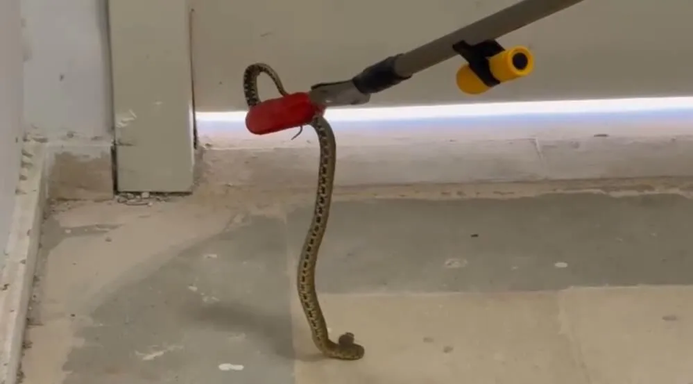 Dis Hastanesine Giren Yilan Itfaiye Tarafindan Yakalandi 2