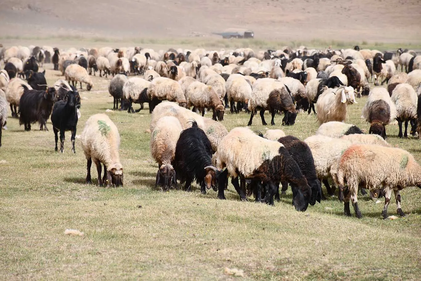 Gocerler Yayladan Inmeye Basladi 1