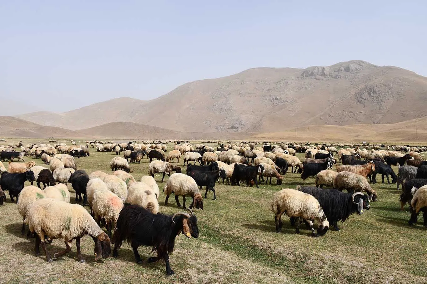 Gocerler Yayladan Inmeye Basladi 4