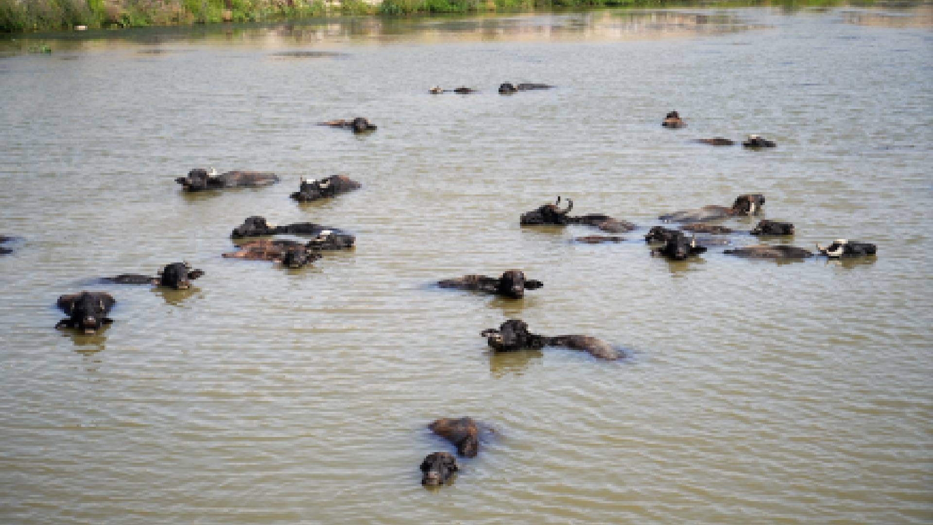 Haber Kapak Şablon (13)-33