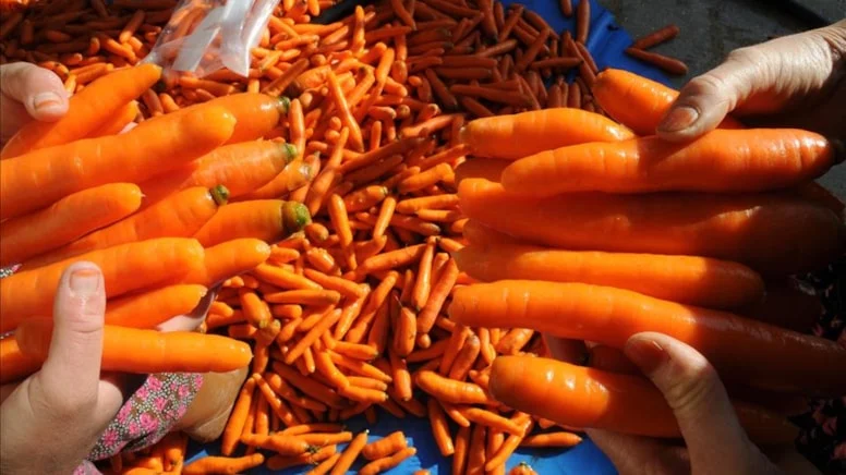 Havucjpg Lj Eynbhed U N6 B Yq3Xfz Bw