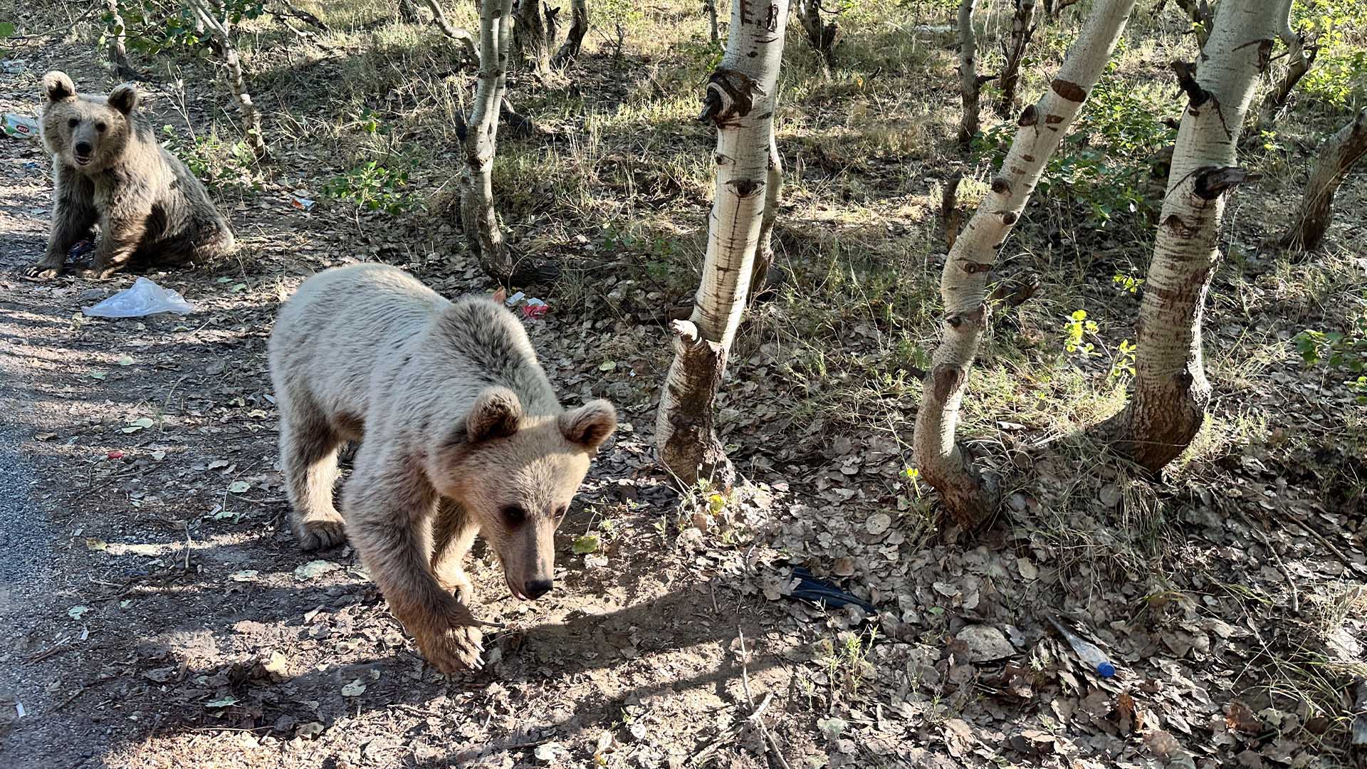 Nemrut'ta Ayıya Ekmek Veren Vatandaş Saldırıya Uğradı 1