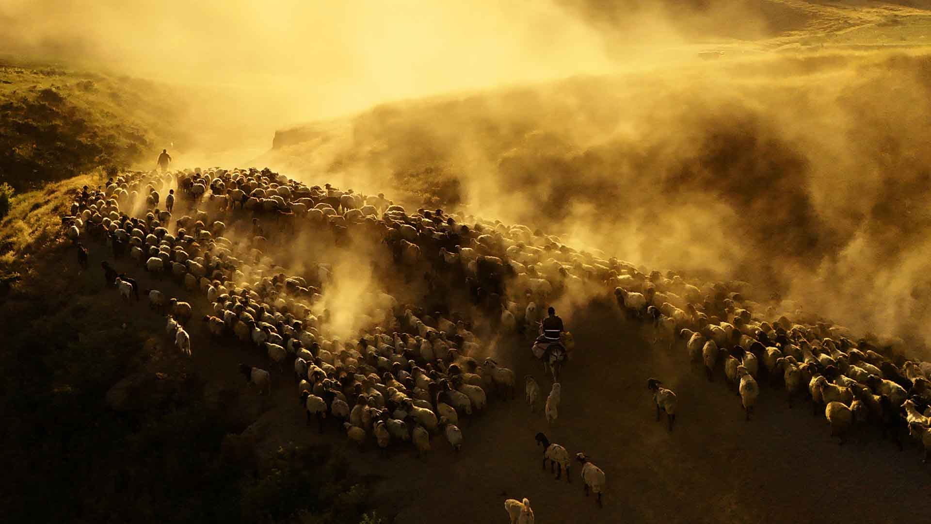 Nemrut’un Eteklerinde Tozlu Yolculuk, Sürüler Havadan Görüntülendi 2