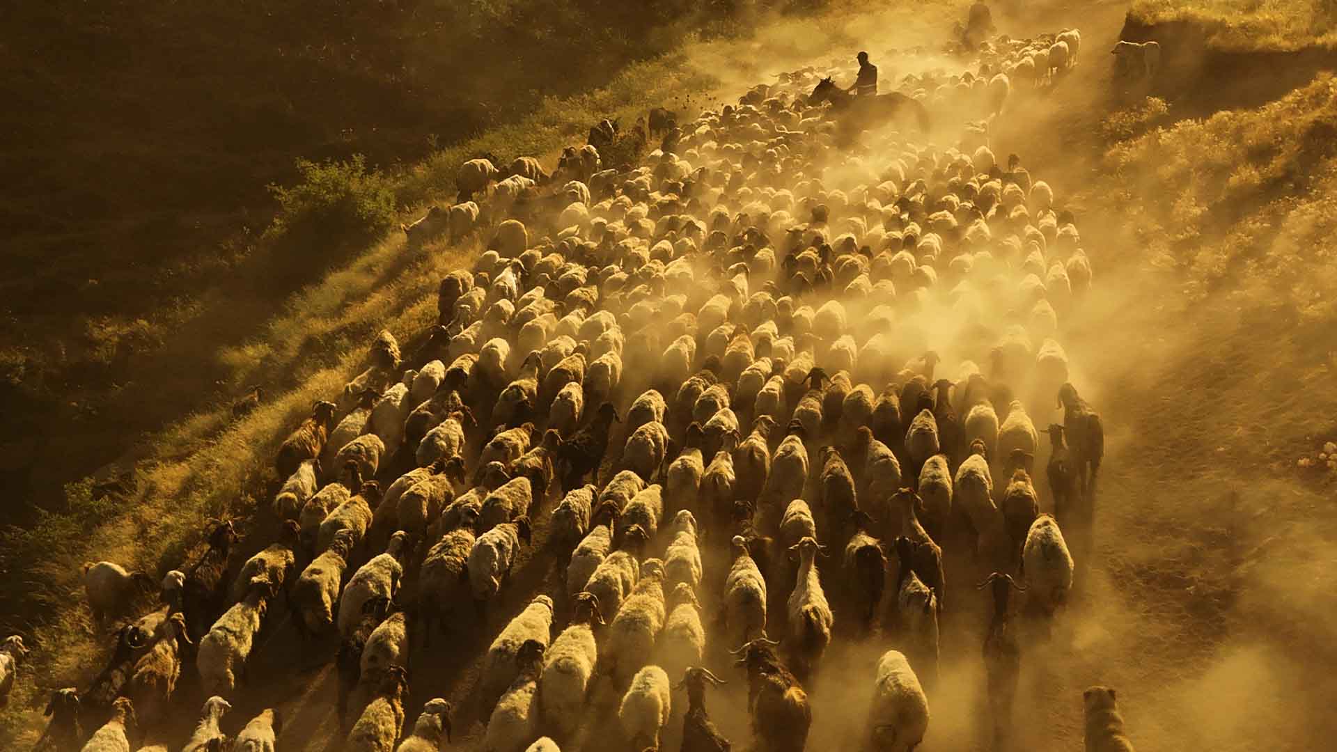 Nemrut’un Eteklerinde Tozlu Yolculuk, Sürüler Havadan Görüntülendi 3