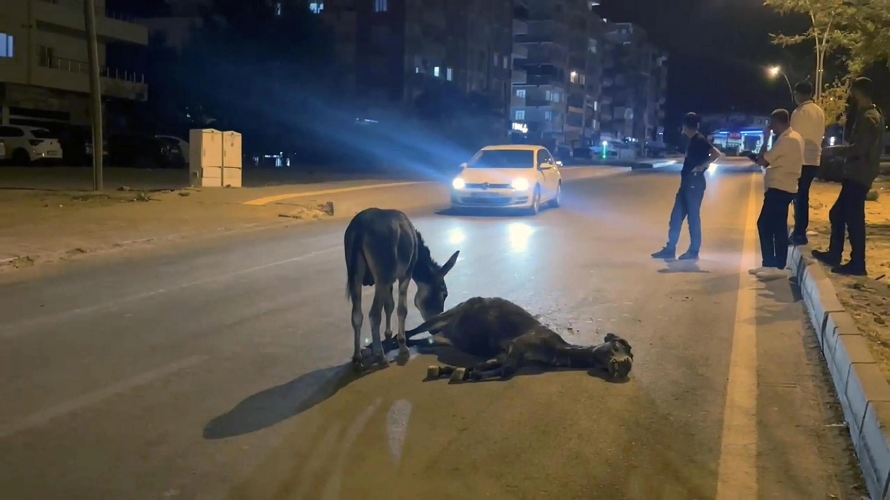 O T O M O B I L I N C A R P T I G I E S E K O L D U Y A V R U S U B 847613 251345