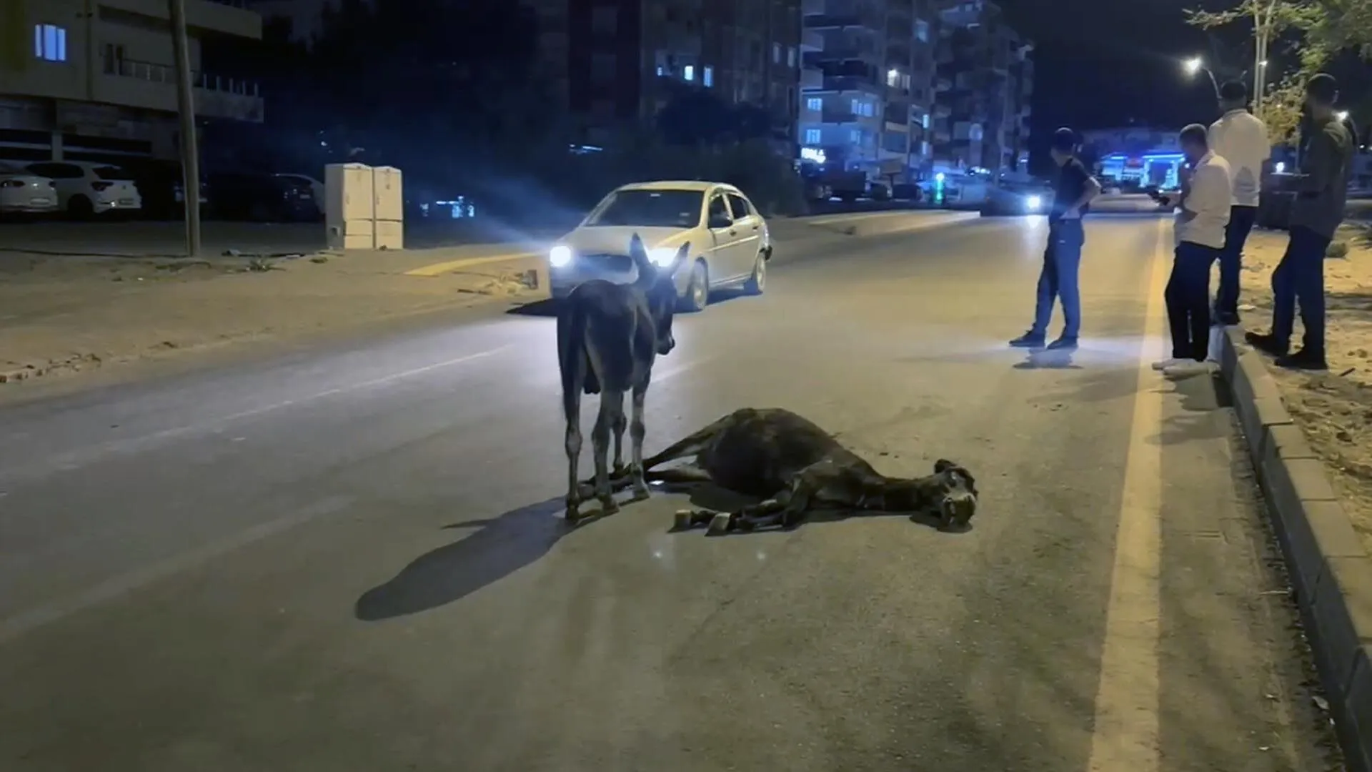 Otomobilin Carptigi Esek Oldu Yavrusu Basindan Ayrilmadi 1