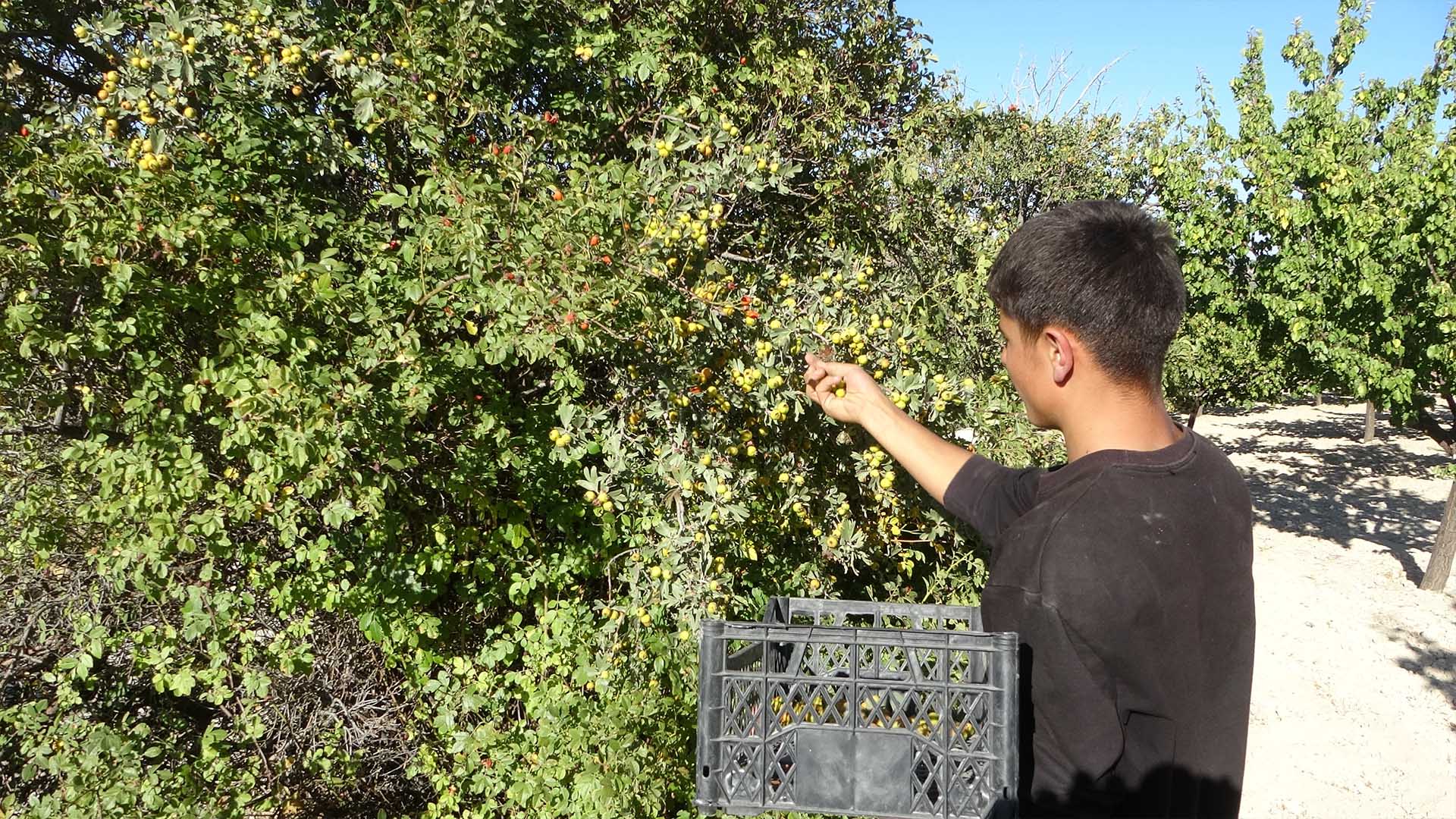 Şifa Kaynağı Alıçta Hasat Başladı 1