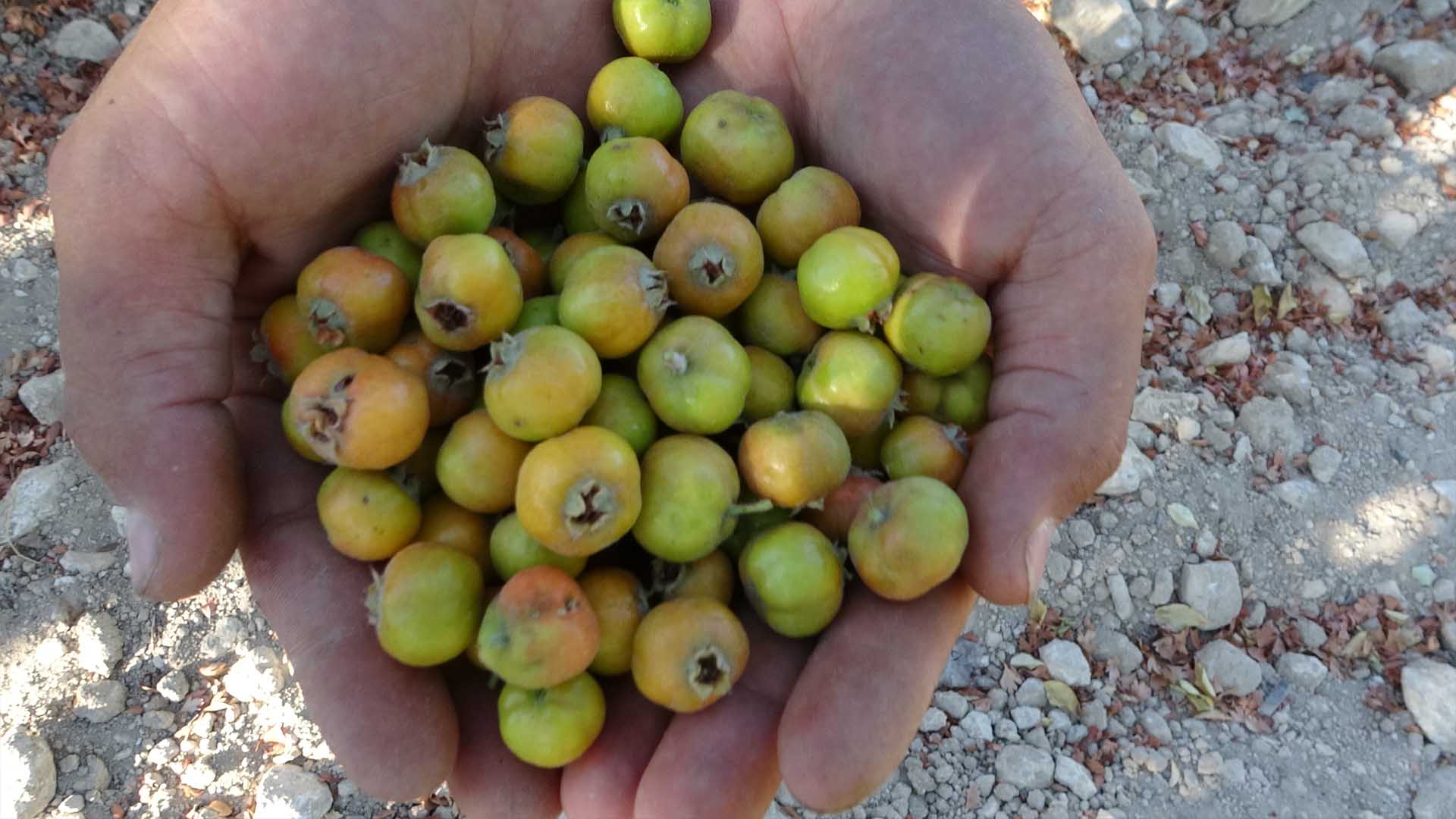 Şifa Kaynağı Alıçta Hasat Başladı 3